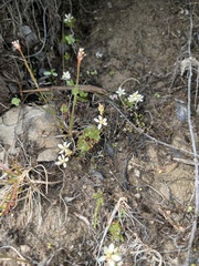 Micranthes stellaris