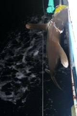 Carcharhinus longimanus