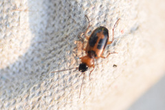 Badister neopulchellus