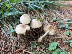 Marasmius nigrodiscus