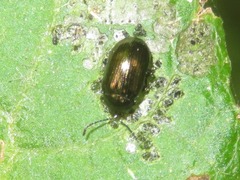 Phratora vitellinae