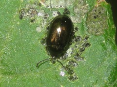 Phratora vitellinae