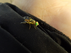 Zonosemata vittigera