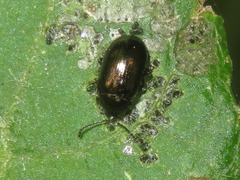 Phratora vitellinae