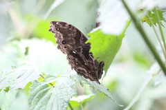 Protogoniomorpha temora