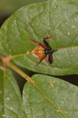 Erbessus rufiventris