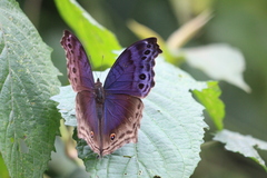 Protogoniomorpha temora