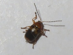 Cryptocephalus pusillus