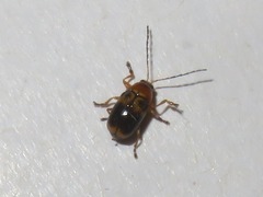 Cryptocephalus pusillus