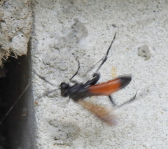 Macrophya annulata