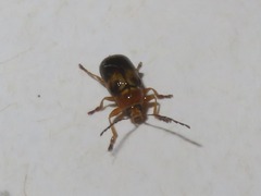 Cryptocephalus pusillus