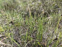Carex rariflora
