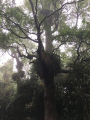 Fascicularia bicolor