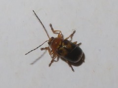 Cryptocephalus pusillus