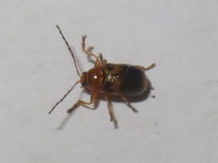 Cryptocephalus pusillus