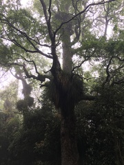 Fascicularia bicolor