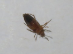 Anaspis lurida