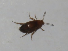 Anaspis lurida