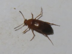Anaspis lurida