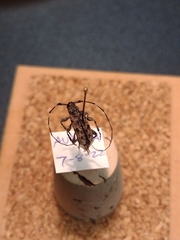 Acanthocinus pusillus