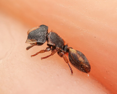 Cephalotes kukulcan
