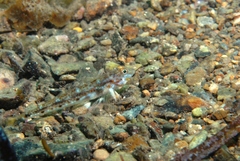 Nesogobius