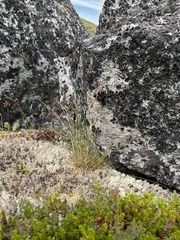 Luzula spicata