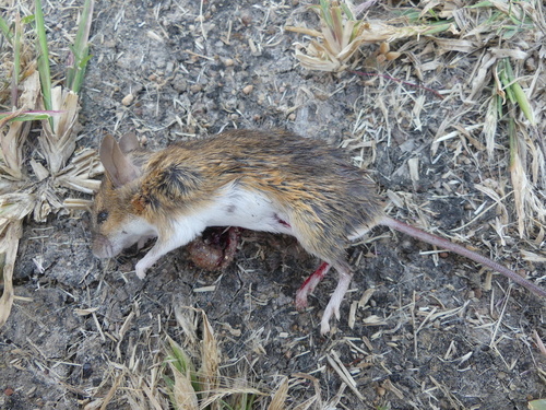 Southern African Pygmy Mouse