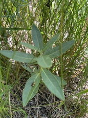Asclepias ovalifolia