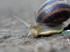 Helix albescens