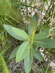 Asclepias ovalifolia