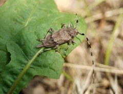 Acanthocinus aedilis