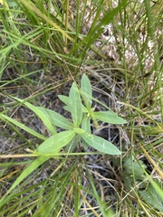 Asclepias ovalifolia