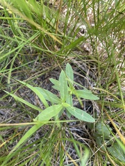 Asclepias ovalifolia