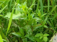Epilobium pseudorubescens