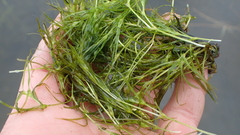 Najas flexilis