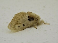 Megalopyge lapena lapena