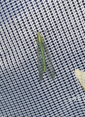Nineta pallida
