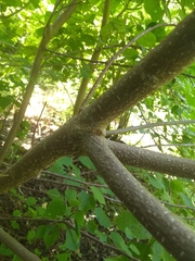 Heliocarpus velutinus