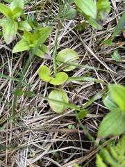 Pyrola minor