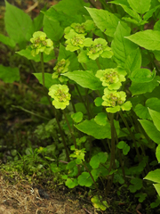 Chrysosplenium tetrandrum