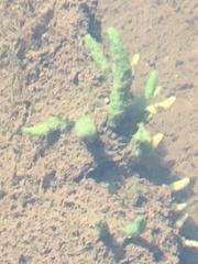 Spongilla lacustris