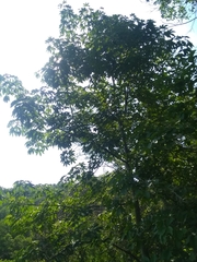 Handroanthus impetiginosus