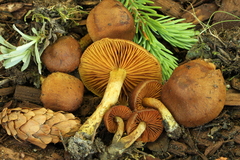 Cortinarius pitkinensis