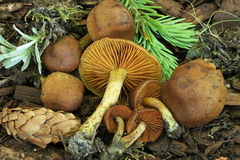 Cortinarius pitkinensis
