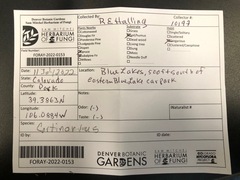 Cortinarius pitkinensis