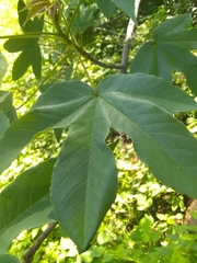 Handroanthus impetiginosus