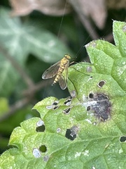 Chrysopilus asiliformis