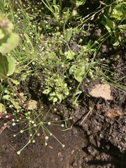 Androsace filiformis