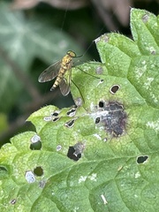 Chrysopilus asiliformis